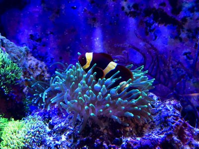 Profile of a Reef Aquarist (1)