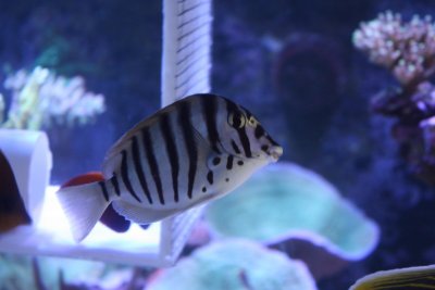 Profile of a Reef Aquarist (#3)