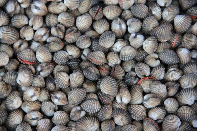 Shellfish Poisoning Syndromes Part 1