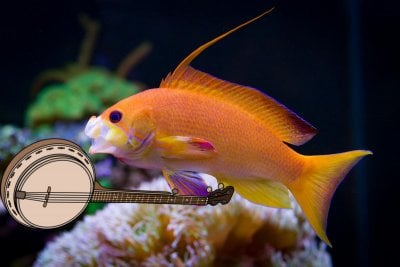 Fish and Music