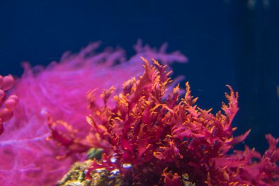Profile of a Reef Aquarist (#4)