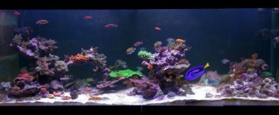 Introduction to Flow, Tank Turnover, and Powerheads for the Reef Tank, Part 2