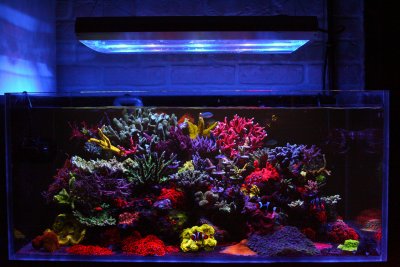 Reef of the Month, April 2019, @alexandrfeist