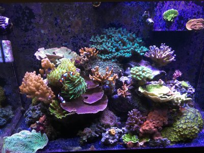 A Photo Essay: 15 Before and After Full Tank Shots for Inspiration