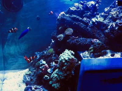 Plastic for the Reef Aquarium, Part 2