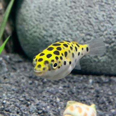EMERGENCY - Green Spotted puffer turning white. | REEF2REEF Saltwater and  Reef Aquarium Forum