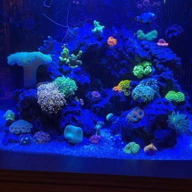 Dollar a gallon sale at petco plus $10 off purchase of $30 or more. :  r/PlantedTank