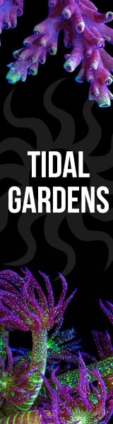 Tidal Gardens