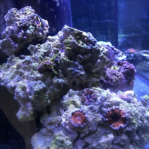 72g Reef