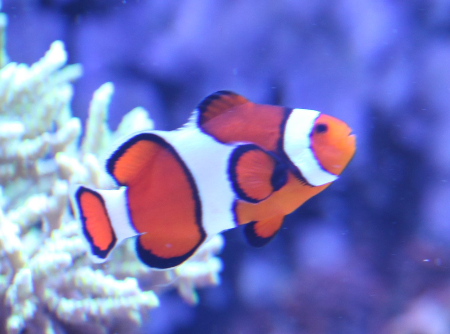 Amphiprion percula 2.jpg